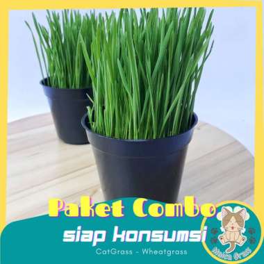 [NO BRAND] PAKET RUMPUT KUCING - 2pcs / Sudah Jadi / Siap Panen / Wheatgrass