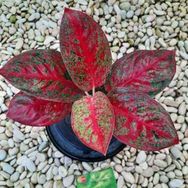 Aglaonema red stardust Tanaman Aglonema Red Stardust ratudaun nursery Standar remaja Super