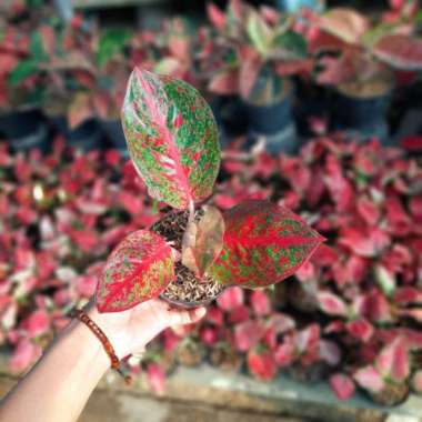 Aglaonema red stardust Tanaman Aglonema Red Stardust ratudaun nursery Standar bibit