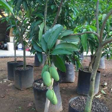 Bibit Mangga Sudah Berbunga / Berbuah Lokmay 1 Meter