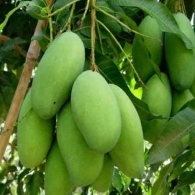 Bibit Mangga Lokmai Sudah Berbuah / berbunga | Bibit Mangga Cepat Berbuah belum buah