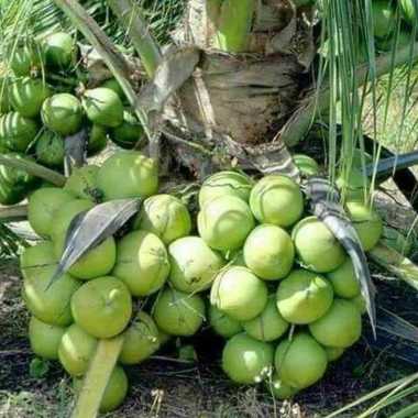 Bibit Kelapa Hibrida hybrid coconut tanaman unggulan pohonnya pendek