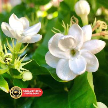 BIBIT BUNGA MELATI