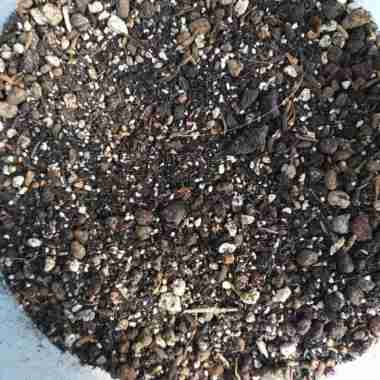 Media Tanam Kaktus Sukulen 1kg Pumice Perlite Poros Premium Kiloan