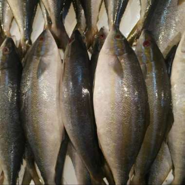 IKAN SALMON LOKAL SEGAR 1kg