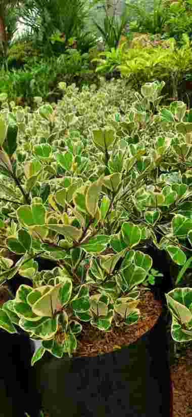 Tanaman hias ficus triangularis | tanaman hias beringin kupu kupu varigata