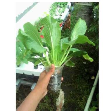 500 benih sawi hijau bibit tanaman sayur sayuran caisim hidroponik SAWI BAKSO