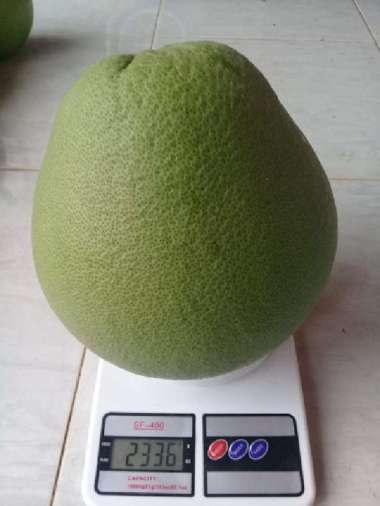 Buah Jeruk Pamelo Madu