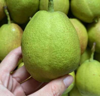 Buah Pear Xiang Li
