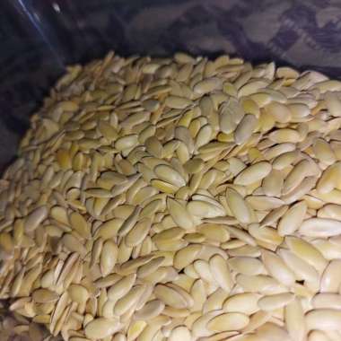 Bibit Benih Buah Melon Greeniegal