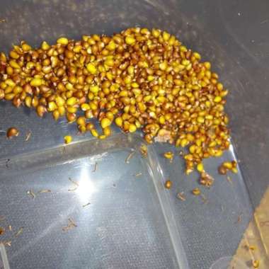 Bibit Benih Strawberry Korea Grade C