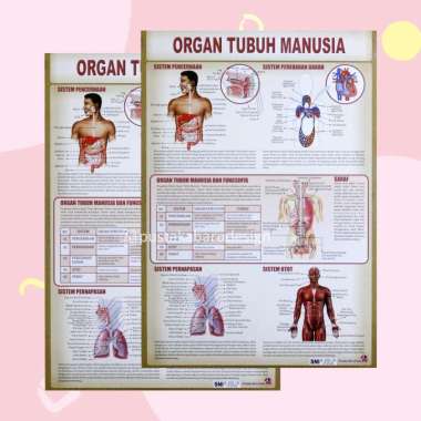 Poster Edukasi Anak Mainan Edukasi Anak Lembaran Organ Tubuh Mulut Lidah Mata Otot Paru Paru Manusia