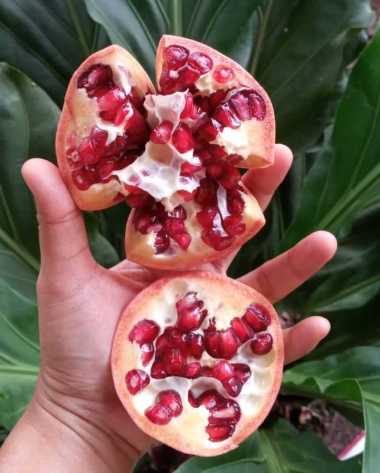 Buah Delima Merah Manis Segar Murah