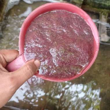 OEM cacing sutra hidup 1 gayung / Cacing Sutra hidup satu Gayung U