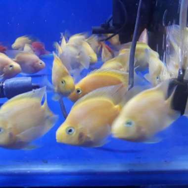 OEM ikan perot kuning yellow N