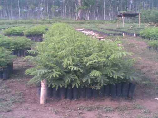 Bibit Pohon Sengon Solomon 10 Bibit