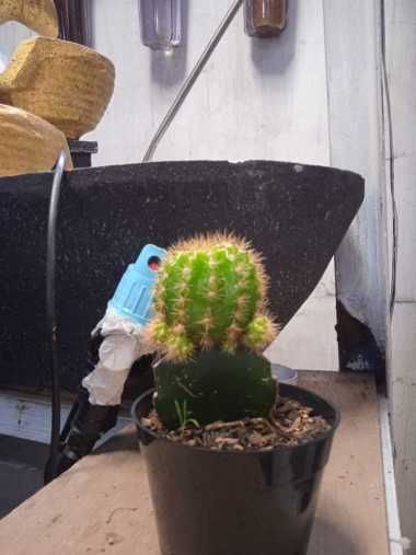 Tanaman Kaktus Echinopsis Tubiflora/Pembuka Aura Baik/Pembawa Rezeki