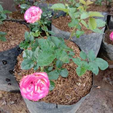 Tanaman Hias Bunga Mawar Import Carousell