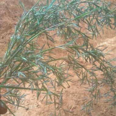 kembang sereh wangi sereh merah per ikat