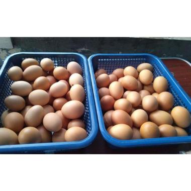 Jual Telur Ayam Murah Harga Grosir Blibli Com