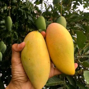 BIBIT MANGGA CHOKANAN BERBUNGA