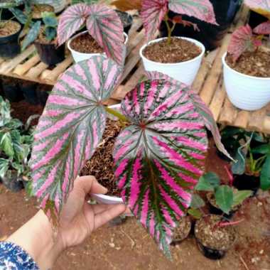 Tanaman Hias Begonia Rex Walet Multicolor