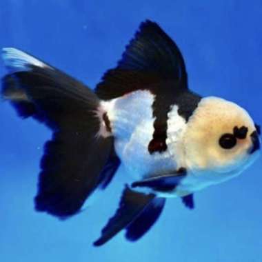 Ulasan Terlengkap Tentang Ikan Koki Panda, Asyiknya Punya Hewan Peliharaan Unik! Ulasan Terlengkap Tentang Ikan Koki Panda, Asyiknya Punya Hewan Peliharaan Unik!