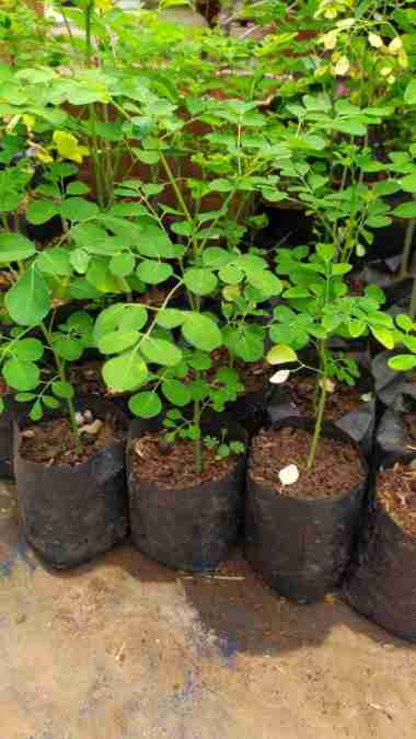 Tanaman Kelor Bibit Tanaman Kelor Daun Kelor Pohon Kelor Seluruh Indonesia