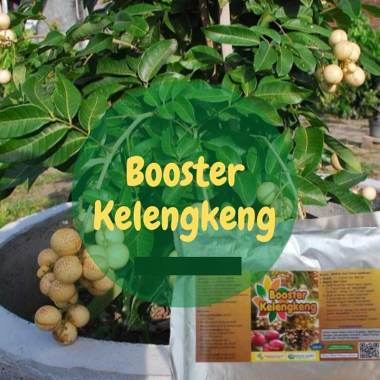 Pupuk Booster Lengkeng Pupuk Perangsang Buah Kelengkeng Coklat
