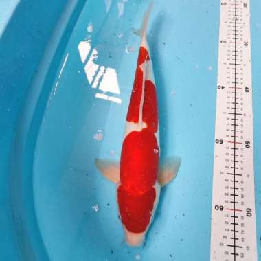 ikan koi kohaku sanke full doit doitsu original HQ