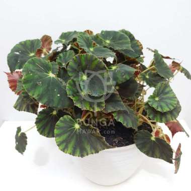 Jual Tanaman Hias Philo Melanochrysum Mican Melano Online April 2021 Blibli