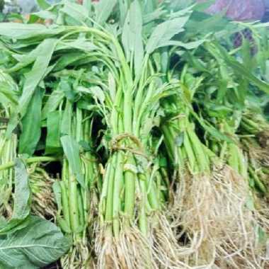 Kangkung Akar 1 ikat