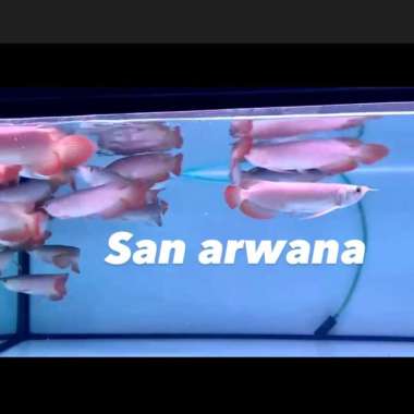 ikan super red arwana super red arowana