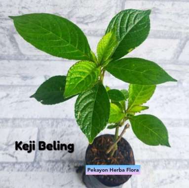 Tanaman Keji Beling Seluruh Indonesia