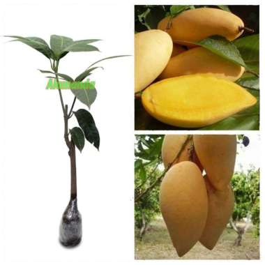 Tanaman Mangga Namdokmai Golden
