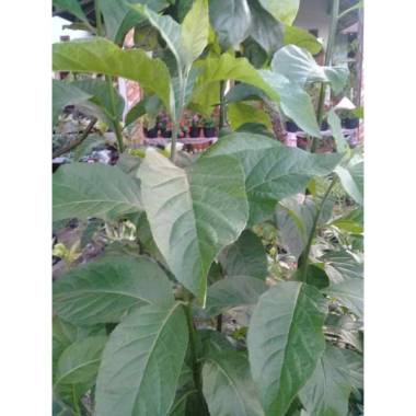 pohon bibit daun afrika jakarta