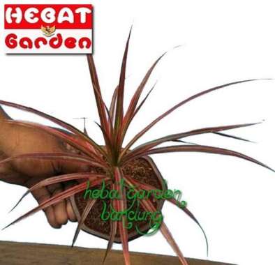 Dracena tricolor merah - Dracaena tricollor