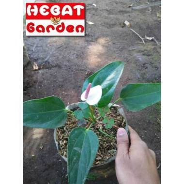 Anthurium Mini Holland bunga warna Putih