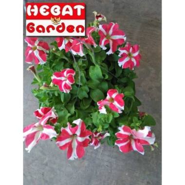 petunia merah garis putih rimbun -petunia cherry cheesecake- hebat garden1248