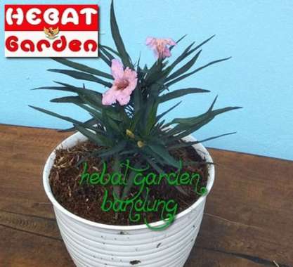 ruellia bunga pink-Ruellia brittoniana Katie pink- hebat garden1399