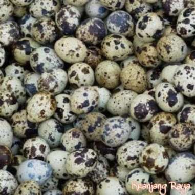 Jual Telur Puyuh Online Terbaru Mei 2021 