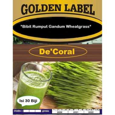 Bibit Rumput Gandum Wheatgrass | Benih Rumput Gandum Wheatgrass
