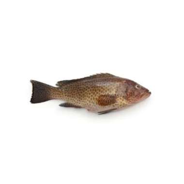 KERAPU HITAM 950 - 1000 G