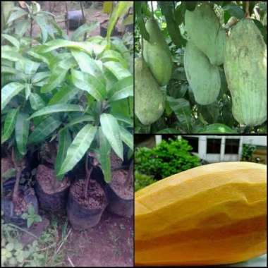 bibit mangga mahatir