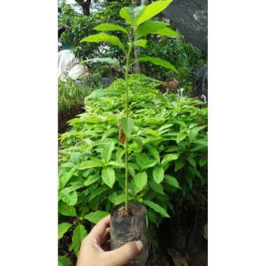 Bibit  Alpukat Seedling Unggul