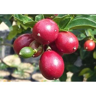 bibit jeruk kingkit asli 100%
