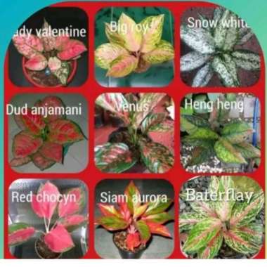 aglonema termurah 9 jenis