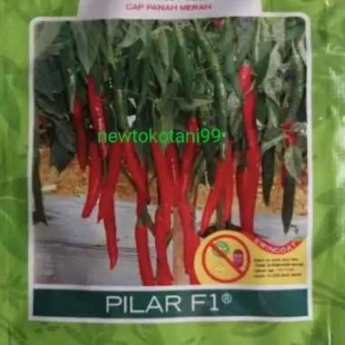 cabe merah besar PILAR F1 1500 butir cabai cmb dari panah merah