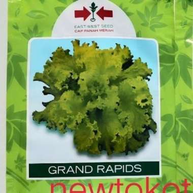Benih selada GRAND RAPIDS 15 gram selada keriting selada hijau