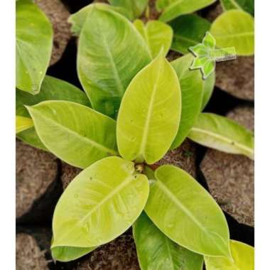 Tanaman hias - tanaman hidup - tanaman rambat - Philo Lemon tea